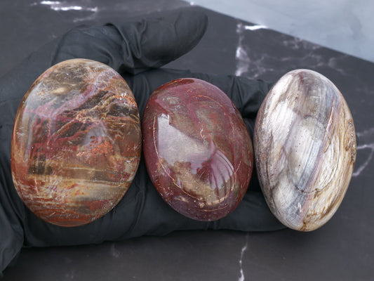 Petrified Wood Palm Stones
